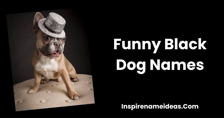 Funny Black Dog Names