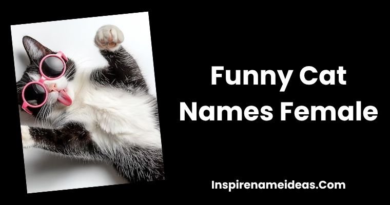 Funny Cat Names Female