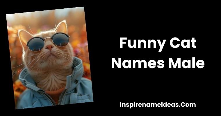 Funny Cat Names Male