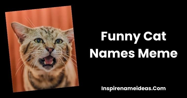 Funny Cat Names Meme