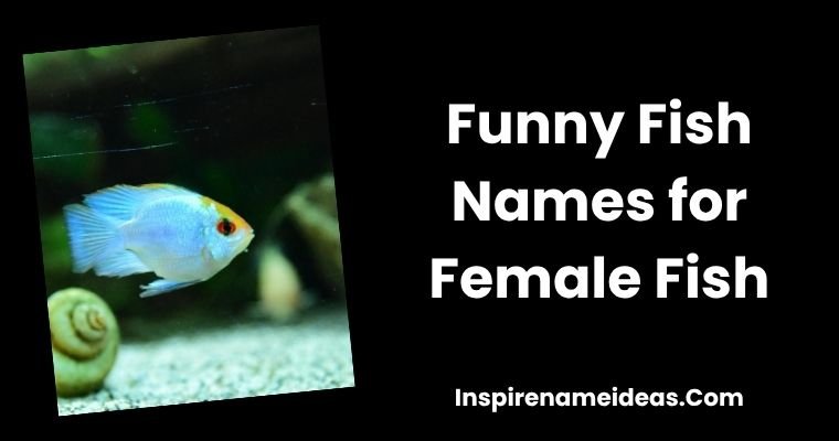 Funny Fish Names for Female Fish