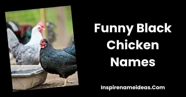 Funny Black Chicken Names