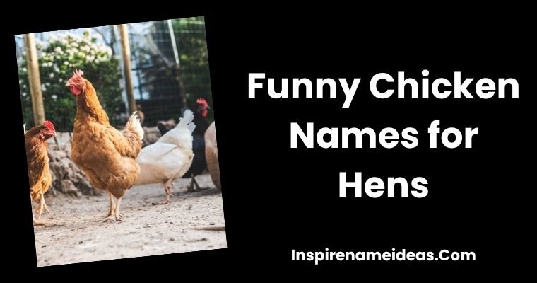 Funny Chicken Names for Hens