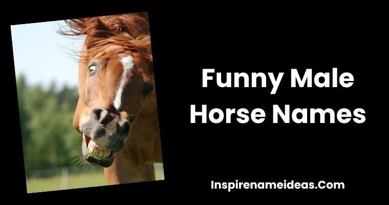 Funny Male Horse Names