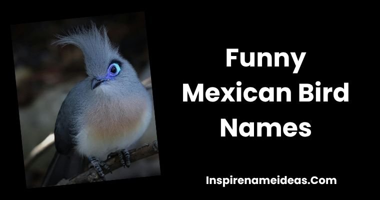 Funny Mexican Bird Names