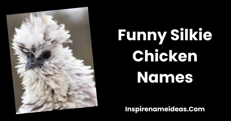 Funny Silkie Chicken Names