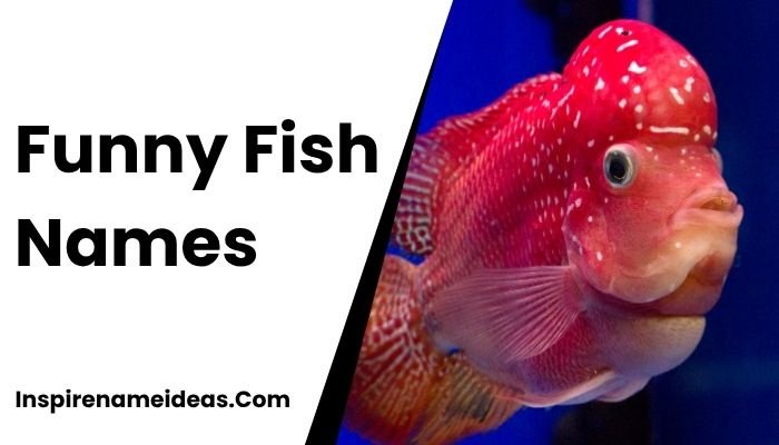 Funny Fish Names